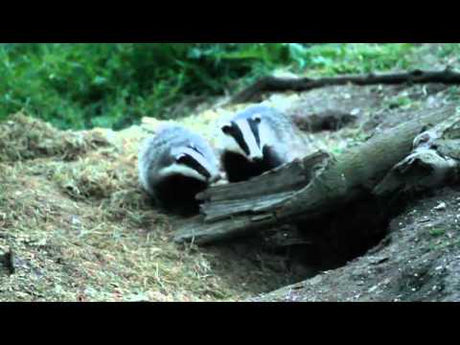 Excited Badger Cub