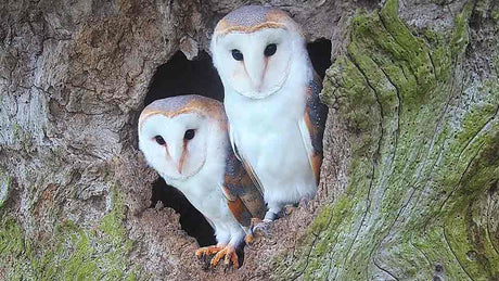 Film | Barn owl pair in sweet moment together