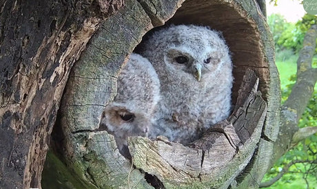 Rehabilitating Eric, a tawny owl chick