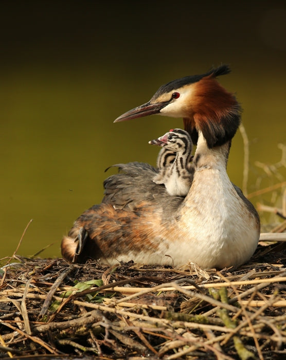 Did You know? Great Crested Grebes Carry Their Chicks Piggyback and Feed Them Feathers