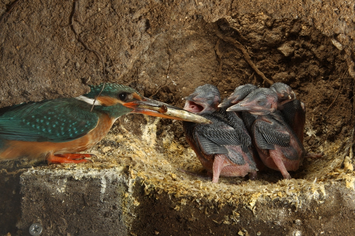 When kingfishers disappear underground | Conservation