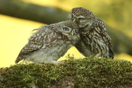 Little owls: a window onto their secret lives