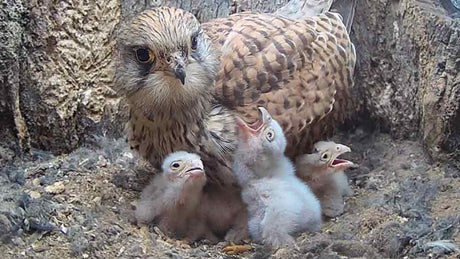 Film | Kestrel chicks first moments | Athena & Apollo