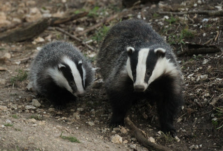 How to spot badger cubs and why you shouldn't miss them