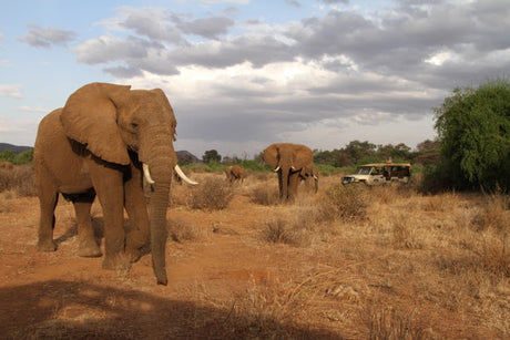 Elephant Watch 2014