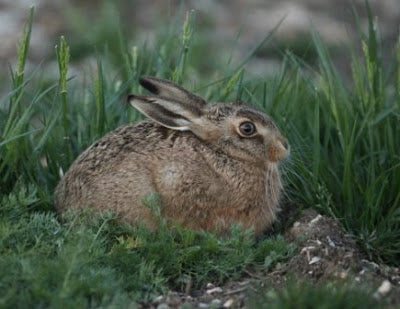 A cutie hidden in a 'bale park'