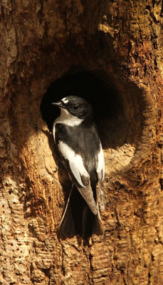 Pied Flycatchers