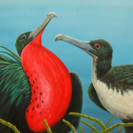 Painting Galapagos