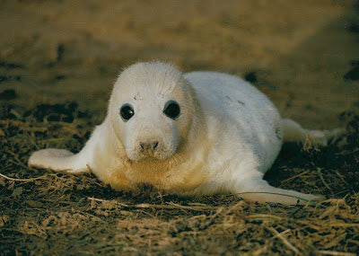 Seals a pupping