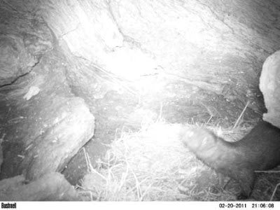 Otter Search Reveals a Wildlife Bridge!