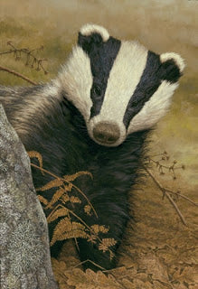 Badger Baiting Still Rife