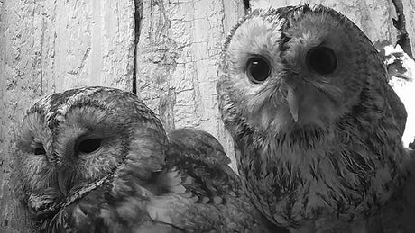 Film | Tawny owl dotes over partner & new eggs | Luna & Bomber