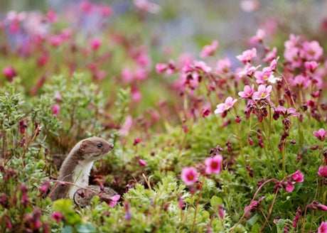 I've won the British Seasons category of the British Wildlife Photographer of the Year