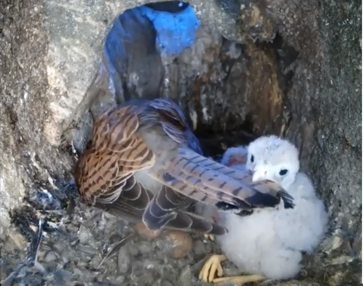 First Steps. First Feathers. First Flights. Follow the baby barn owls & kestrels as they grow