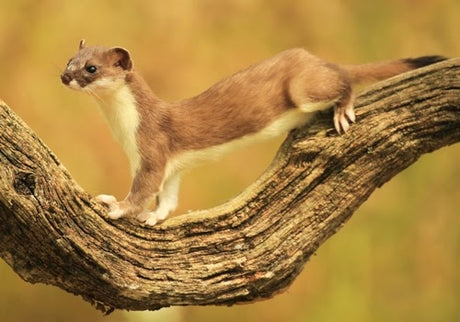 Hoping for stoat kits in the garden this spring