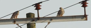 Kestrel Love