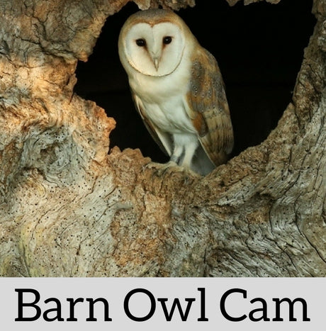 2018 - Follow the story of the barn owls via my nest cameras