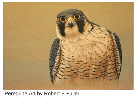 P-p-pick up a peregrine: rescuing a chick after it fell from York Minster