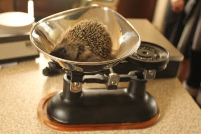 Hegehog Weigh In Attracts a Facebook Hedgehog!!