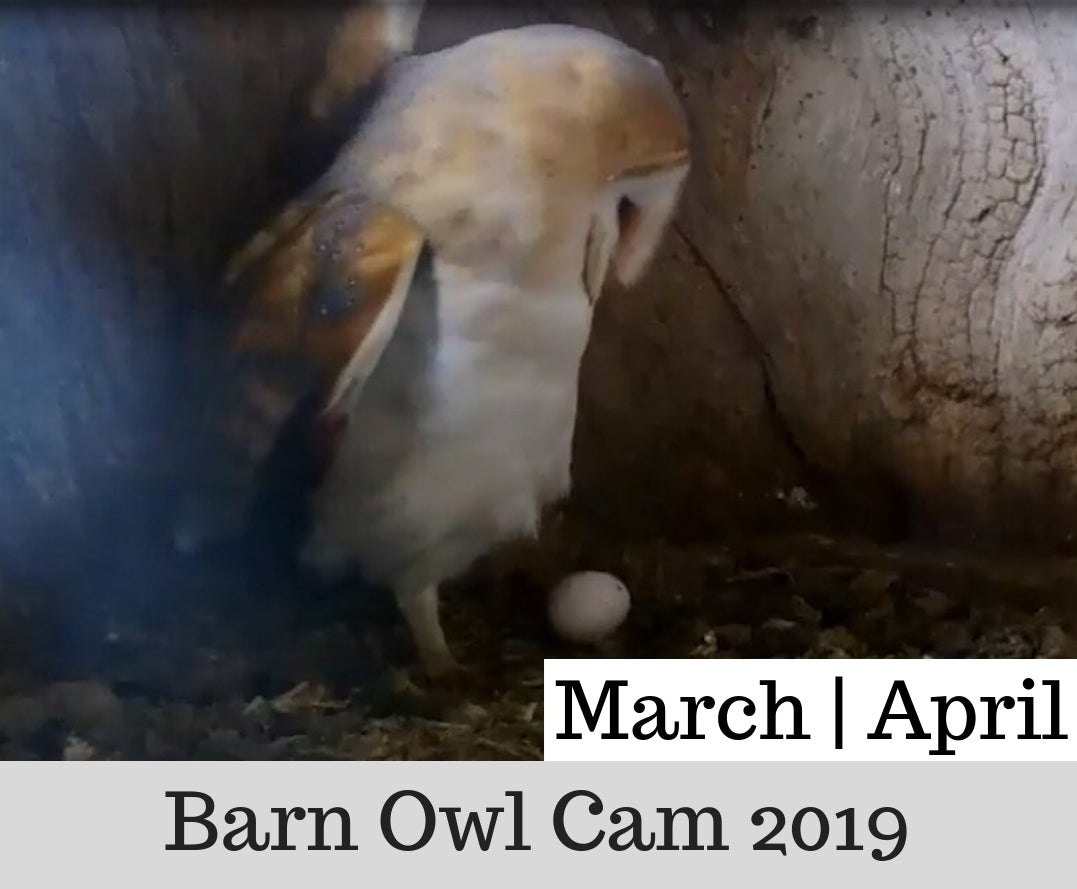 Barn Owl Nest Camera | March-April 2019 | The Eggs Are Laid