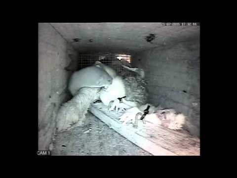 Robert E Fuller: Two weasel kits feeding in my secret underground box