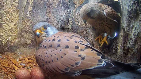 Film | Kestrel lays 2nd egg & calls out to partner to help incubate | Apollo & Athena