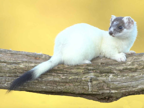 Going ermine - How stoats turn white for winter