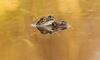 Frog Frolic at Fotherdale