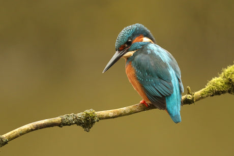 How to spot kingfishers | Kingfisher art studies