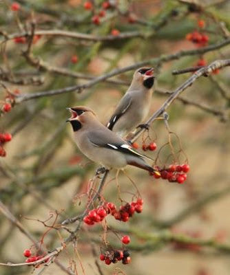 Waxwings