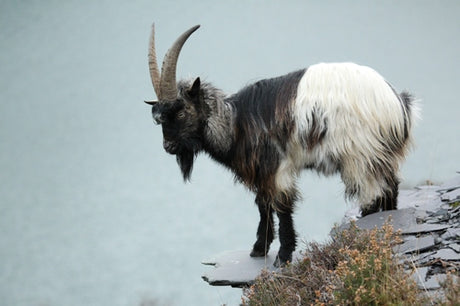 Welsh Mountain Goats