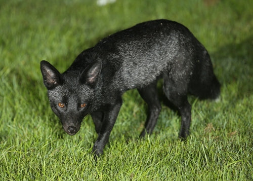 A Black Fox