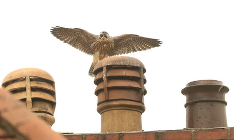 How I helped to rescue a juvenile peregrine that kept plunging off the top of York Minster