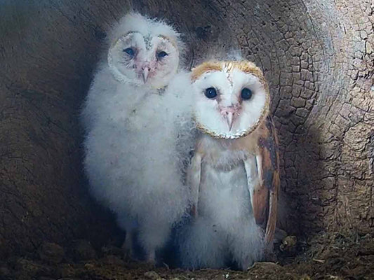 Barn owl chicks take care of one another