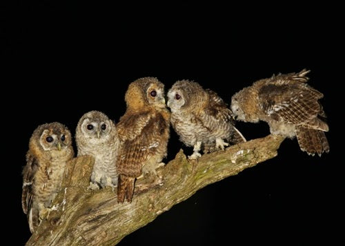 How Tawny Owls Make Excellent Foster Parents