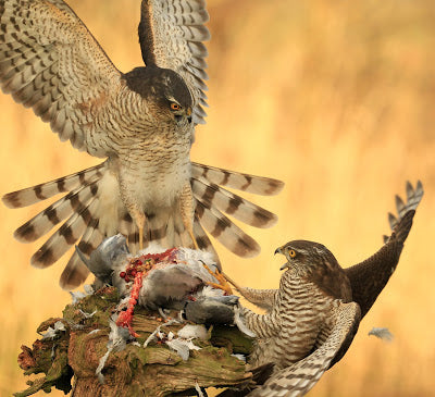 Sparring Sparrowhawks win Top Photography Award