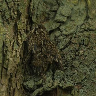 Tree Creepers Fledge