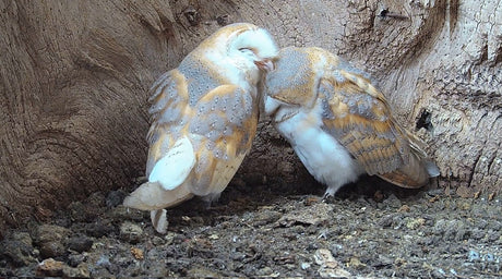 A barn owl orphan finds romance