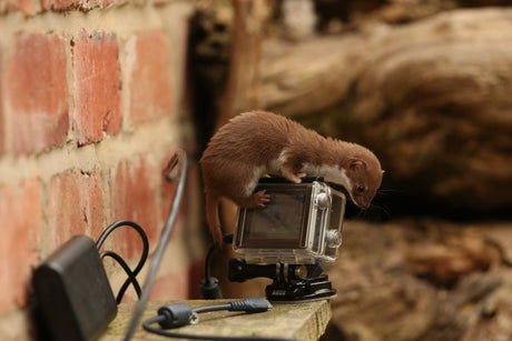 Making a weasel wonderland: film set design in nature