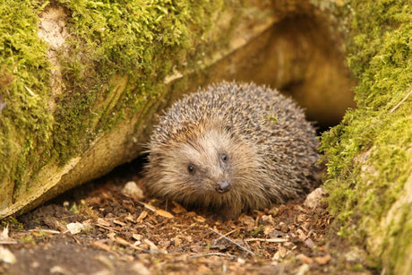 Saving hedgehogs to help the State of Nation