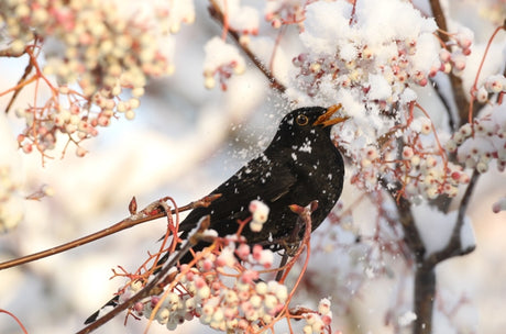 Winter Roosts | How Birds Survive Winter's Night Frosts