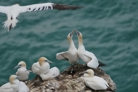 Yorkshire's inspirational sea birds