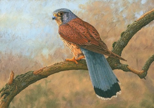 Kestrels: A different sort of Easter Egg