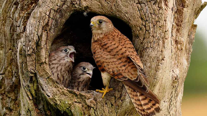 Film | Brave kestrel mum raises chicks alone | Jeff & Jenny | Wild lives