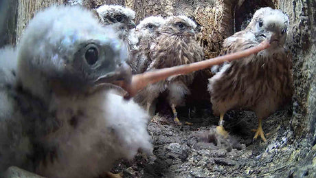 Film | Kestrel mum stops chick fighting over worm | Apollo & Athena