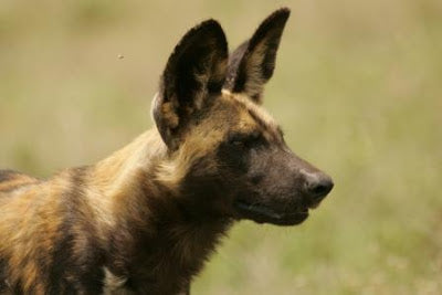 Wild Dogs Coming to Chester Zoo