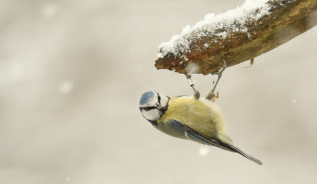 Wildlife photo of the week | winter 2019-20