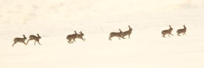 Hares on the Run