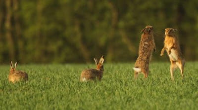 Boxing Hares