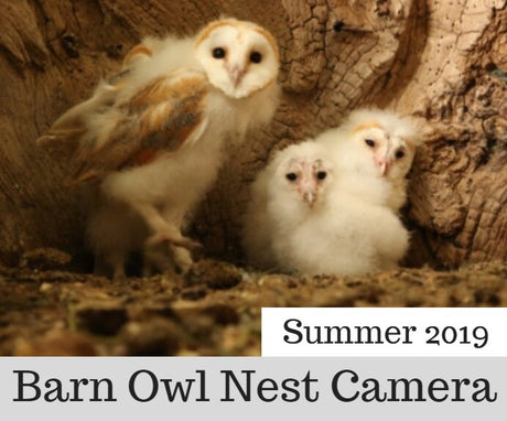 Barn Owl Nest Camera | Summer 2019 | See The Barn Owl Chicks Grow